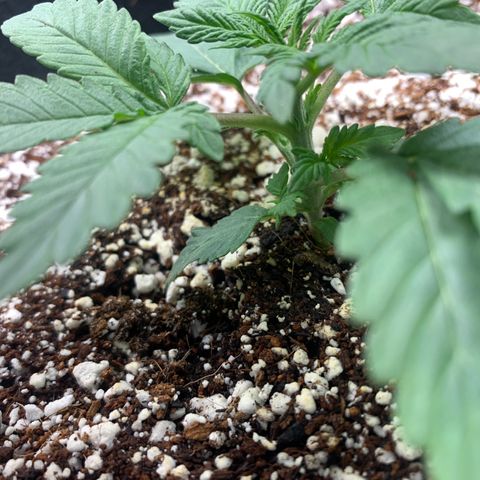 First grow growlog timeline photo