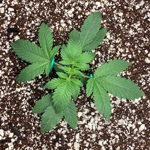 First grow growlog timeline photo
