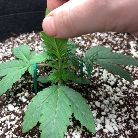 First grow growlog timeline photo