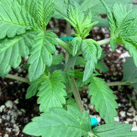 First grow growlog timeline photo