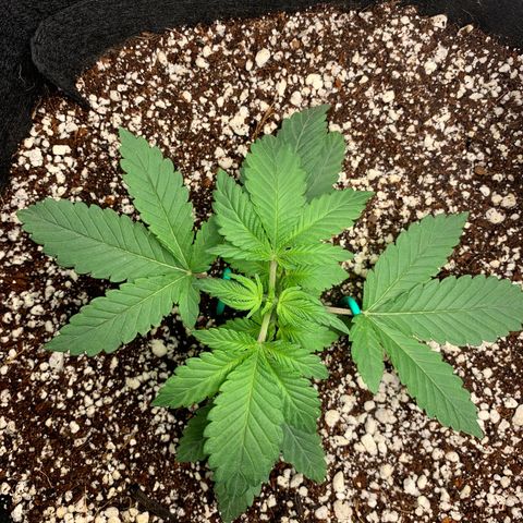 First grow growlog timeline photo