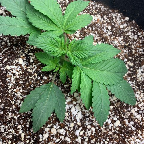 First grow growlog photo: First lst 