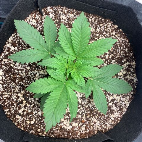 First grow growlog timeline photo