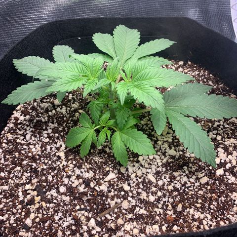 First grow growlog timeline photo
