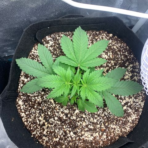 First grow growlog timeline photo