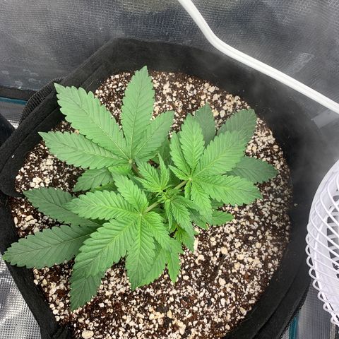 First grow growlog photo: Watered today 1/4 gallon