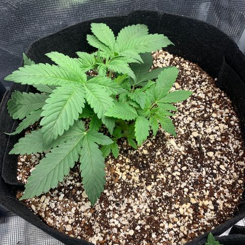 First grow growlog timeline photo