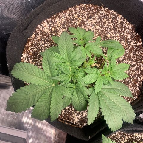 First grow growlog timeline photo