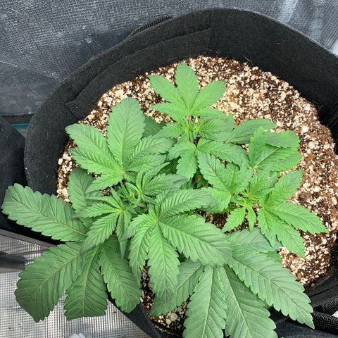 First grow growlog timeline photo