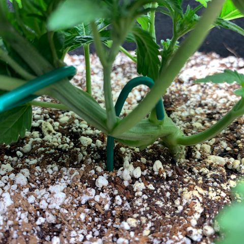 First grow growlog timeline photo