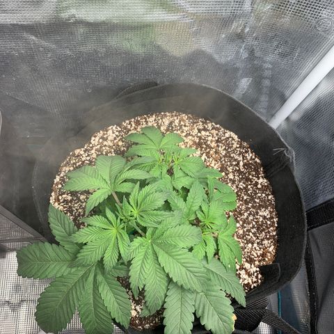 First grow growlog timeline photo