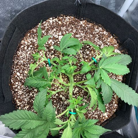 First grow growlog photo: Some selective defoliation on top of low stress training 