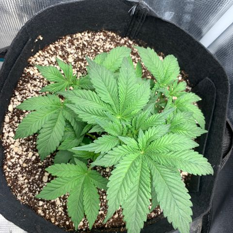 First grow growlog timeline photo