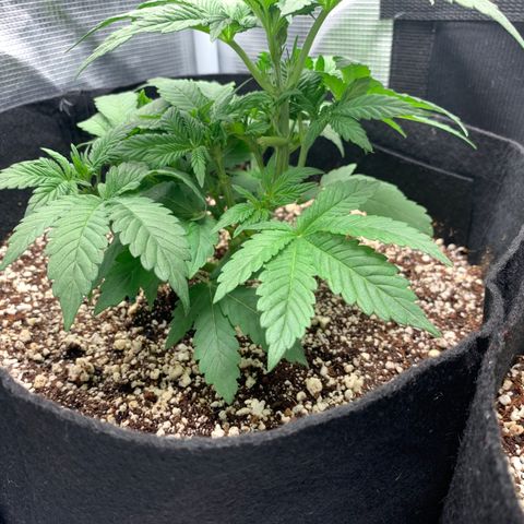 First grow growlog timeline photo