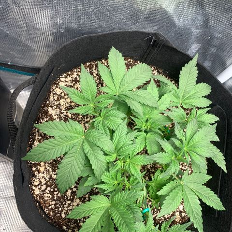 First grow growlog timeline photo