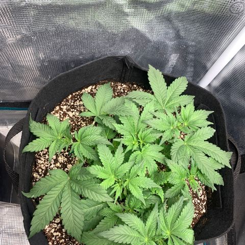 First grow growlog timeline photo