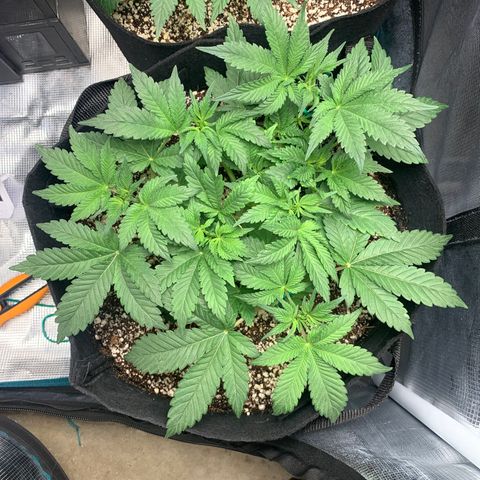 First grow growlog timeline photo
