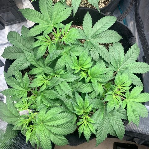 First grow growlog timeline photo