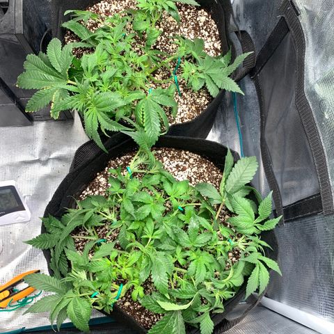 First grow growlog timeline photo