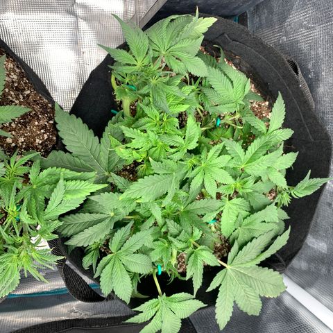 First grow growlog timeline photo
