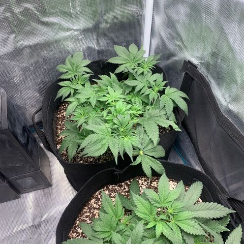 First grow growlog timeline photo
