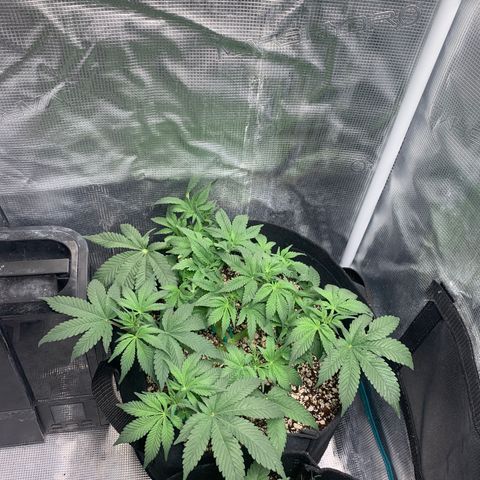 First grow growlog timeline photo