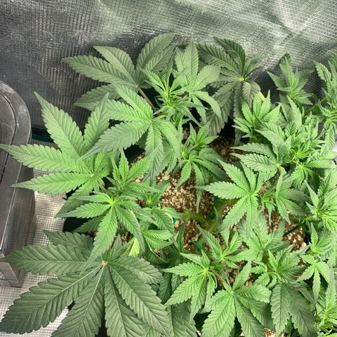 First grow growlog timeline photo