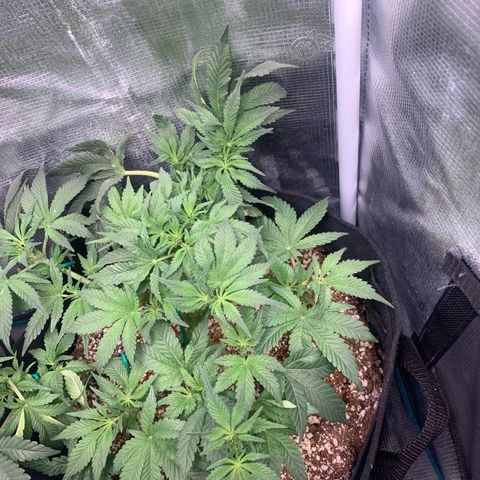 First grow growlog timeline photo