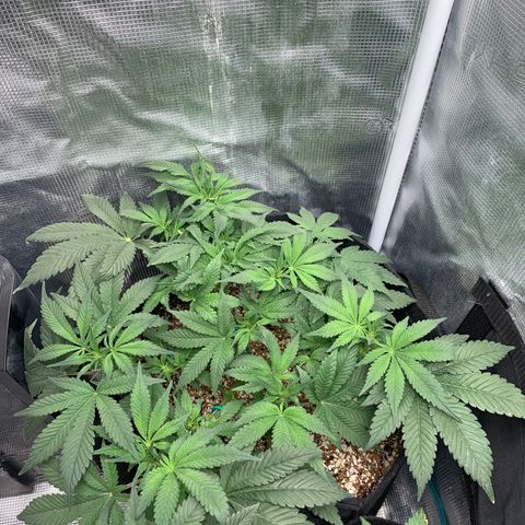 First grow growlog timeline photo