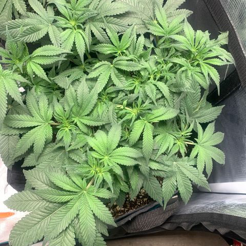 First grow growlog timeline photo