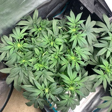 First grow growlog timeline photo