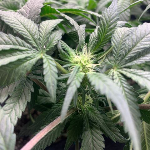 First grow growlog timeline photo