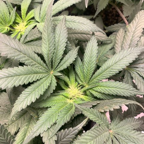 First grow growlog timeline photo