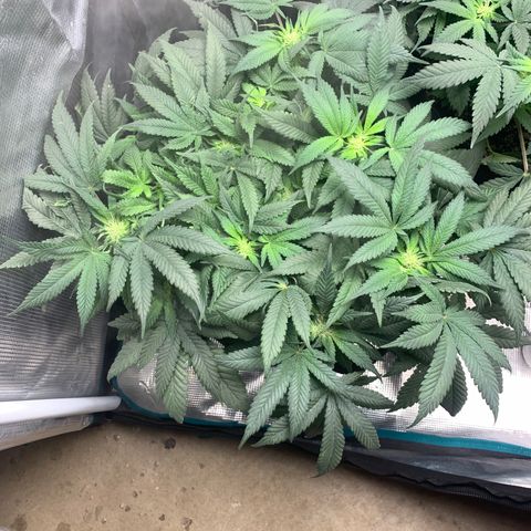 First grow growlog timeline photo