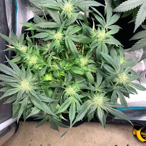 First grow growlog timeline photo