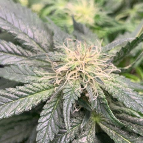 First grow growlog timeline photo
