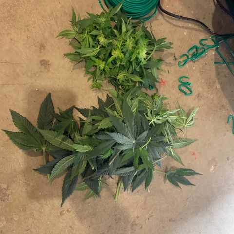 First grow growlog timeline photo