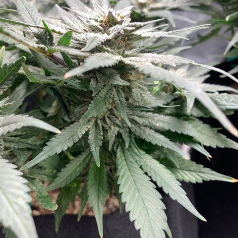 First grow growlog timeline photo