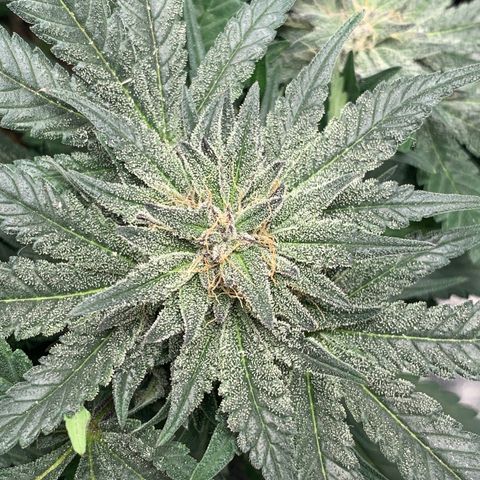 First grow growlog timeline photo