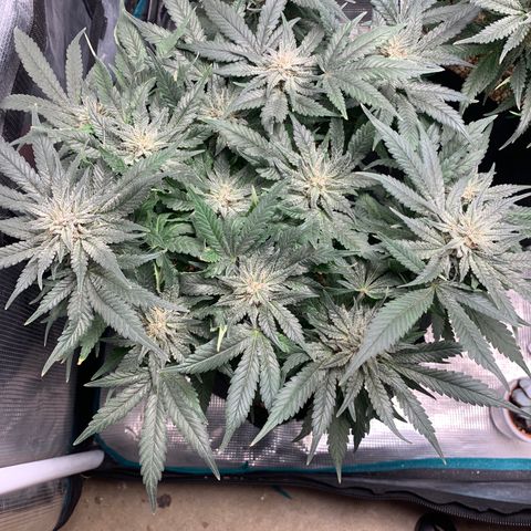 First grow growlog timeline photo