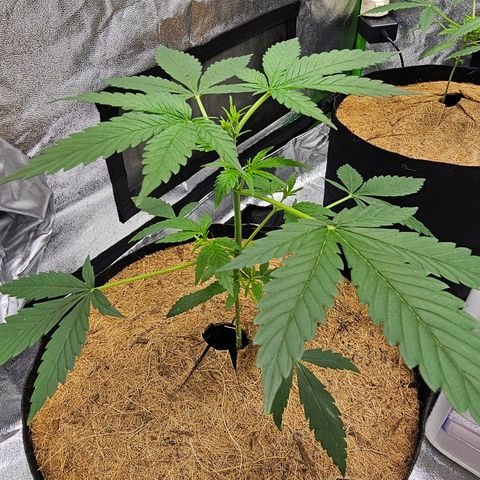 Super Lemon Haze Automatic growlog timeline photo