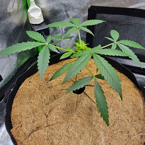 Super Lemon Haze Automatic growlog timeline photo
