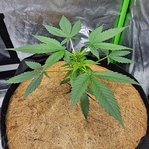 Super Lemon Haze Automatic growlog timeline photo
