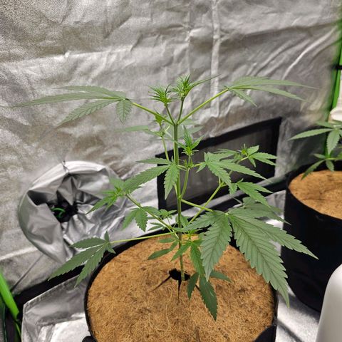 Super Lemon Haze Automatic growlog timeline photo