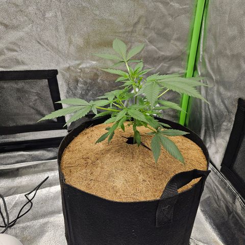 Super Lemon Haze Automatic growlog timeline photo