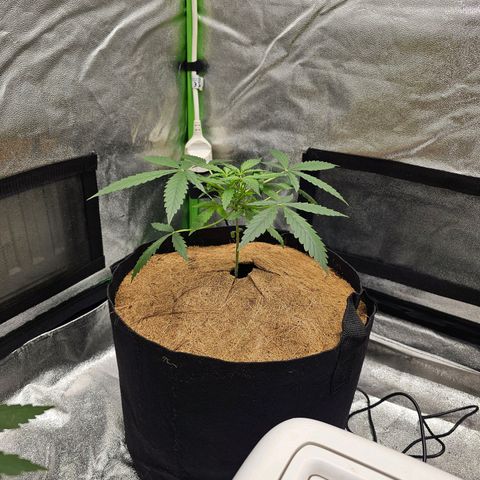 Super Lemon Haze Automatic growlog timeline photo