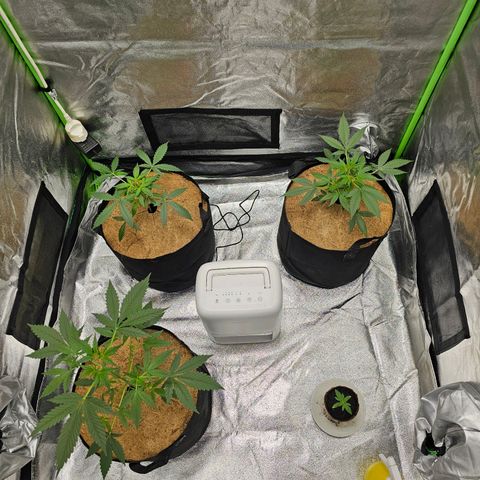 Super Lemon Haze Automatic growlog timeline photo