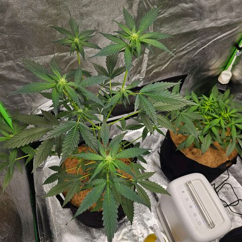 Super Lemon Haze Automatic growlog timeline photo