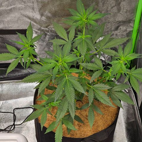 Super Lemon Haze Automatic growlog timeline photo