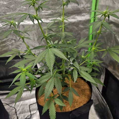 Super Lemon Haze Automatic growlog timeline photo